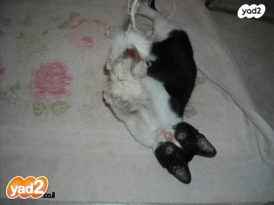 תמונת מודעה - חיות מחמד