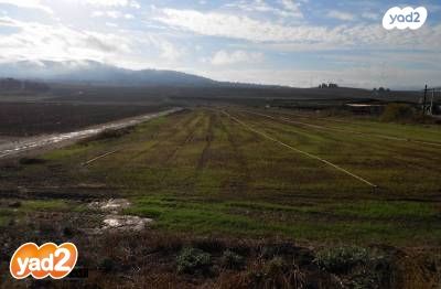 משק חקלאי/ נחלה, תל עדשים