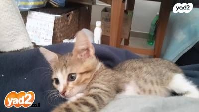 תמונת מודעה - חיות מחמד