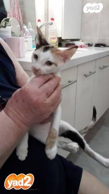 תמונת מודעה - חיות מחמד