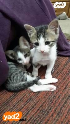 תמונת מודעה - חיות מחמד