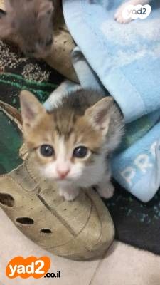 תמונת מודעה - חיות מחמד