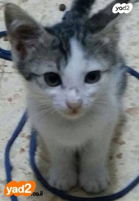 תמונת מודעה - חיות מחמד