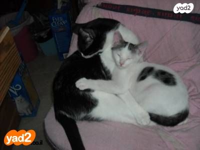 תמונת מודעה - חיות מחמד