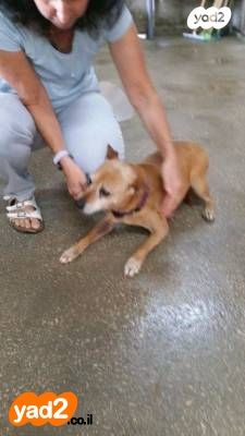 תמונת מודעה - חיות מחמד