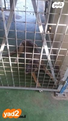 תמונת מודעה - חיות מחמד