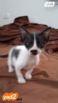 תמונת מודעה - חיות מחמד