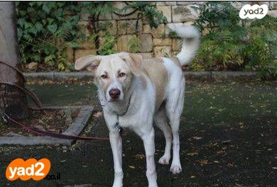 תמונת מודעה - חיות מחמד