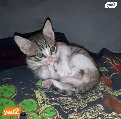 תמונת מודעה - חיות מחמד