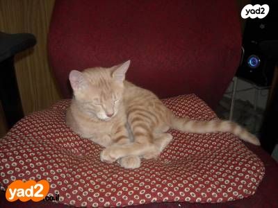 תמונת מודעה - חיות מחמד