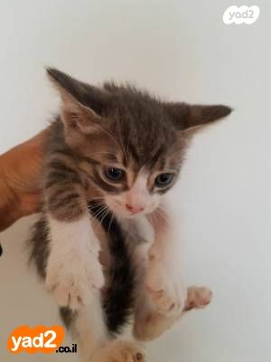 תמונת מודעה - חיות מחמד