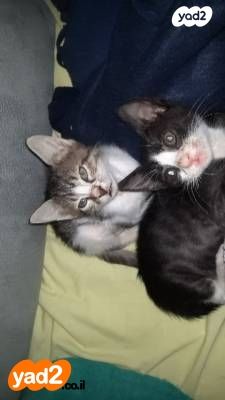 תמונת מודעה - חיות מחמד