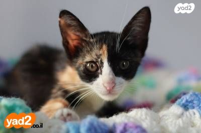 חתול מעורב