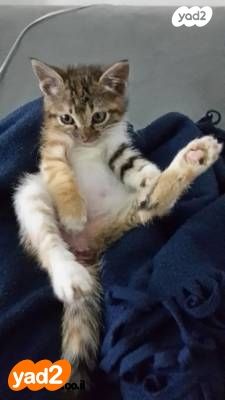 תמונת מודעה - חיות מחמד