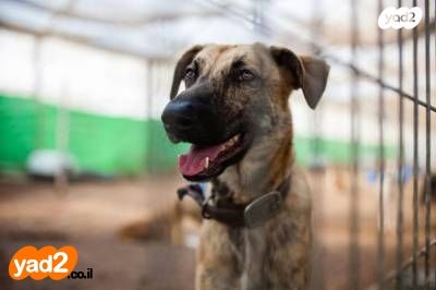 תמונת מודעה - חיות מחמד