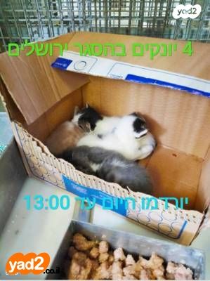 חתול מעורב