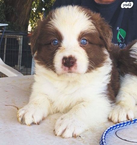 כלב בורדר קולי