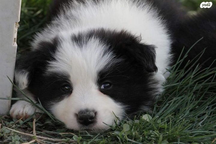 כלב בורדר קולי