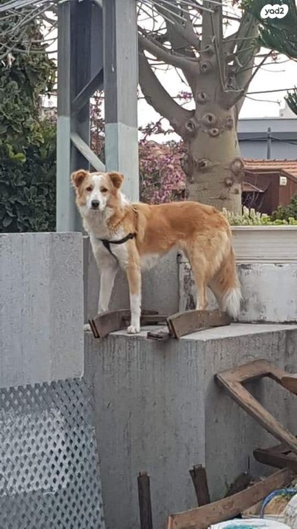 תמונת מודעה - חיות מחמד