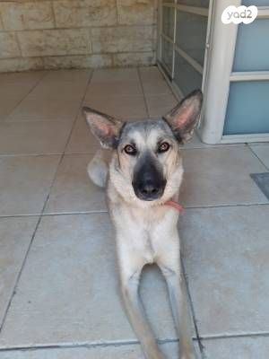 כלב רועה בלגי