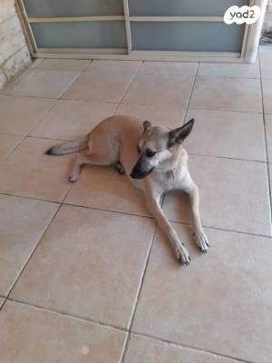 כלב רועה בלגי