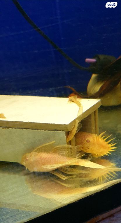 דג דגי חתול