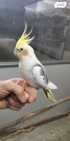 תוכי קוקוטייל