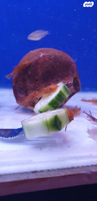 תמונת מודעה - חיות מחמד