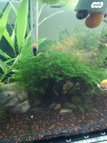 תמונת מודעה - חיות מחמד