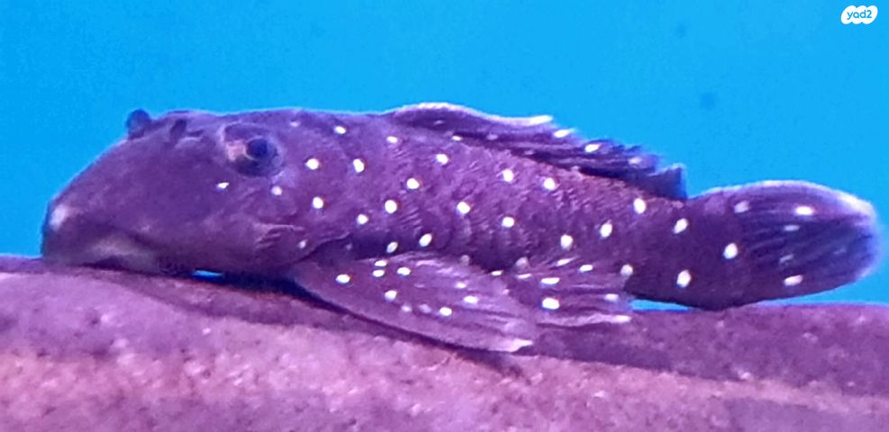 דג דגי חתול