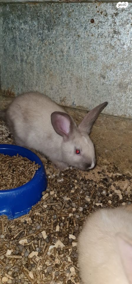 תמונת מודעה - חיות מחמד