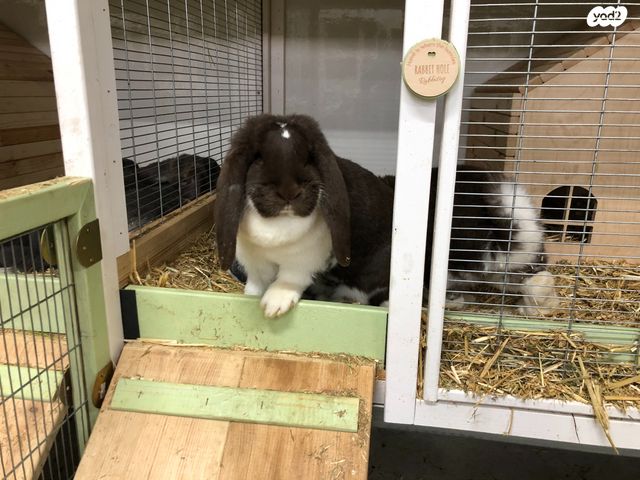 מכרסם ארנב שמוט אוזניים