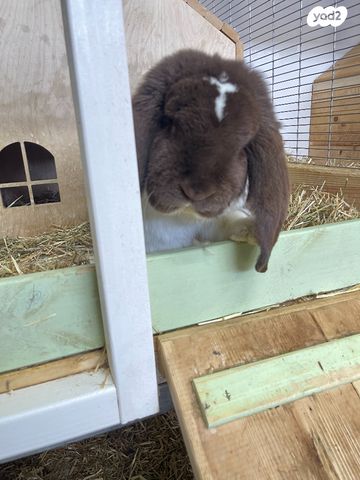 מכרסם ארנב שמוט אוזניים