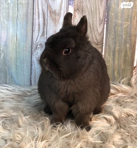 מכרסם ארנב ננסי