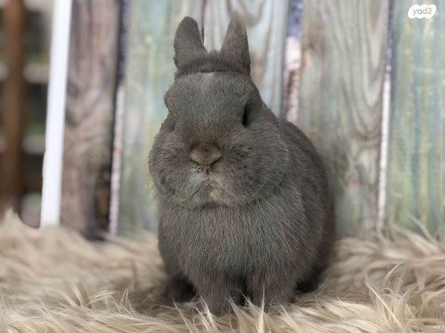 מכרסם ארנב ננסי