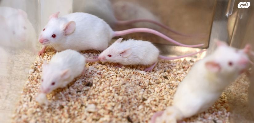 תמונת מודעה - חיות מחמד