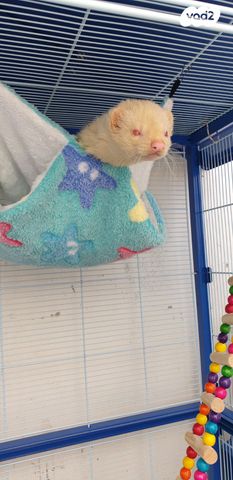 אביזרים | כלוב