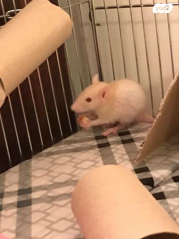 אביזרים | כלוב