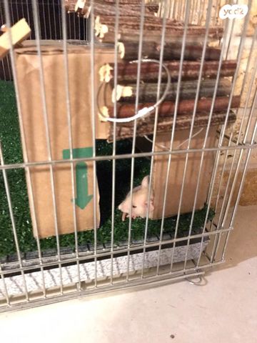 אביזרים | כלוב