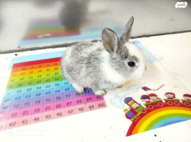 מכרסם ארנב \ שפן