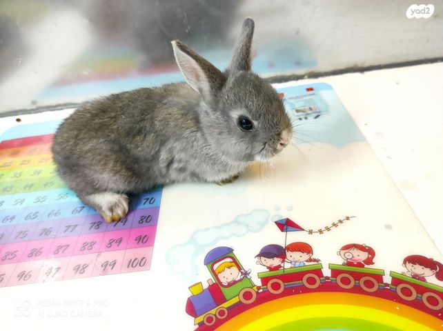 מכרסם ארנב \ שפן