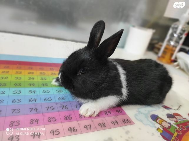 מכרסם ארנב \ שפן