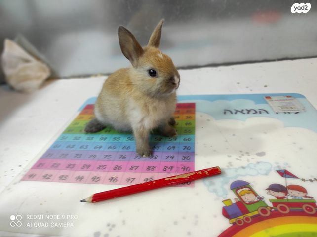 מכרסם ארנב \ שפן