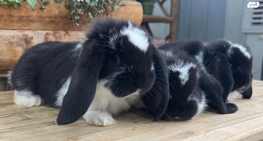 מכרסם ארנב שמוט אוזניים