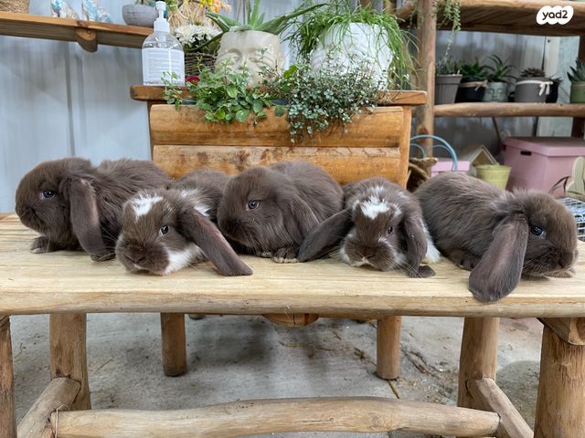 מכרסם ארנב שמוט אוזניים