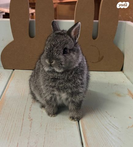 מכרסם ארנב ננסי