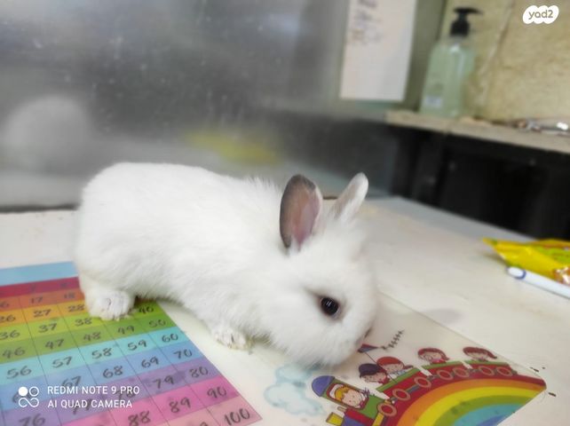 מכרסם ארנב ראש אריה