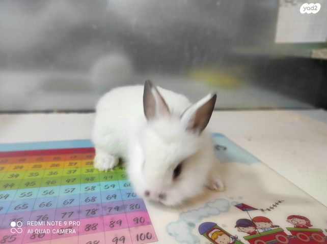 מכרסם ארנב ראש אריה