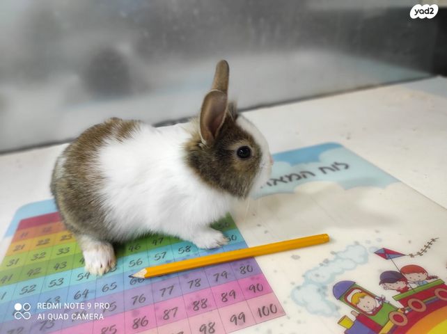 מכרסם ארנב ראש אריה