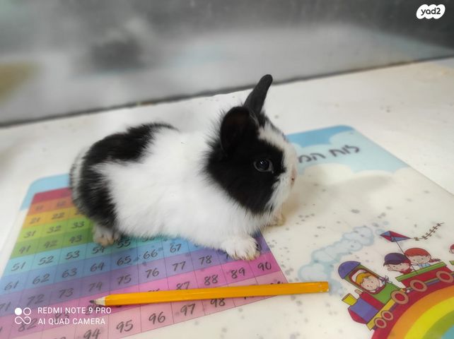 מכרסם ארנב ראש אריה